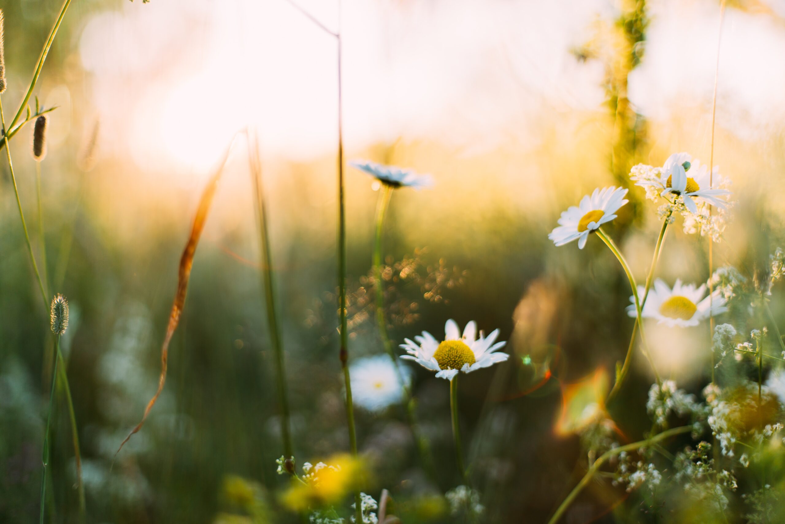 Stimmt es, dass der Pollenflug im Frühling Virusinfekte begünstigen könnte?