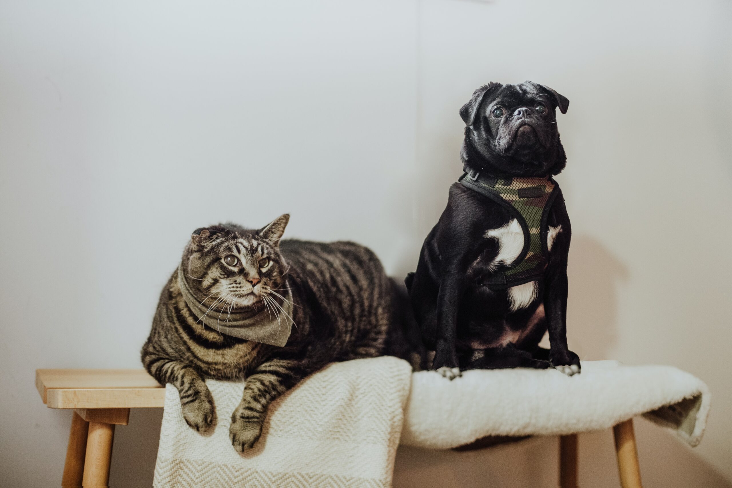 Katze und Hund, sitzen nebeneinander
