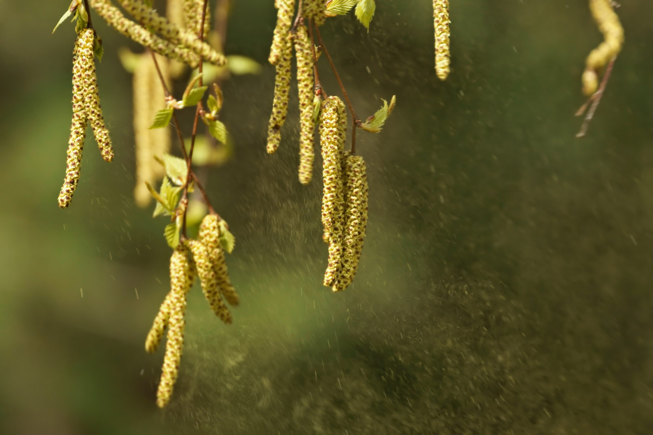 Wie viele Pollen produziert ein Baum?
